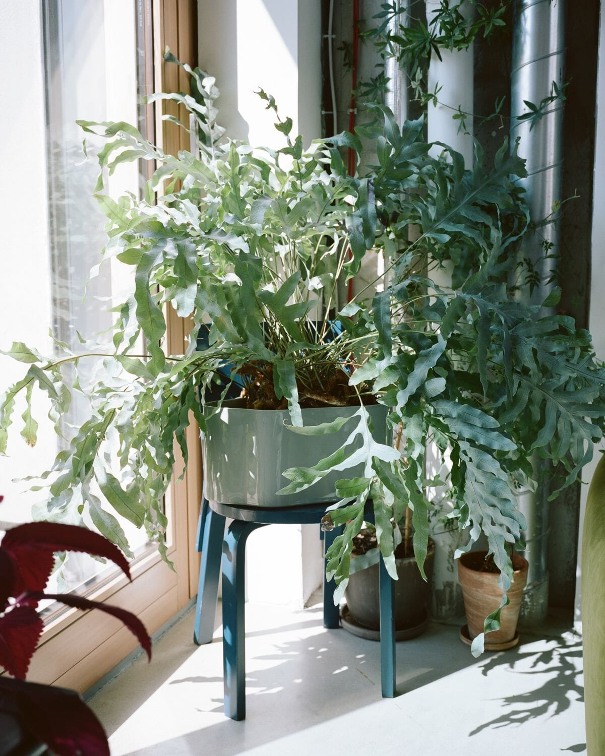 Riihitie Plant Pot A Accessories Artek 