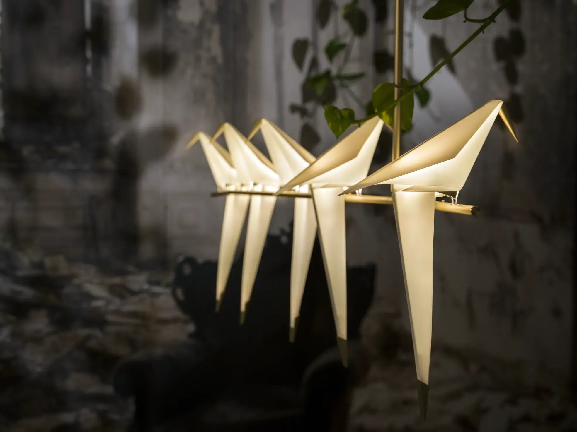 Perch Light Branch