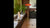 Dora Floor Lamp Floor Lamps Oluce 