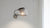 The Globe Wall Sconce Wall Lights Oluce 